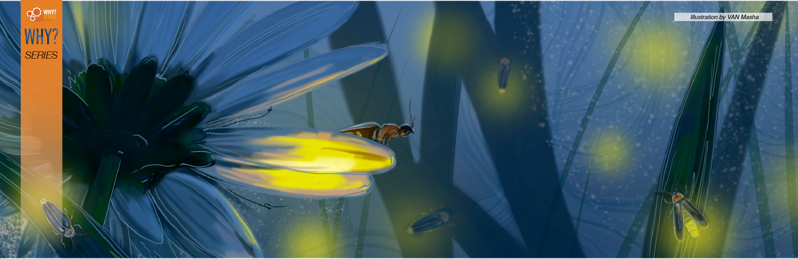 Why do Fireflies Shine?